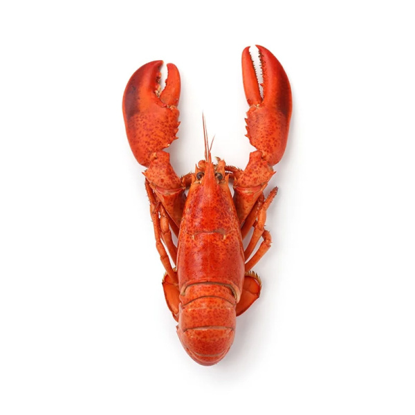 Whole Cornish Lobster