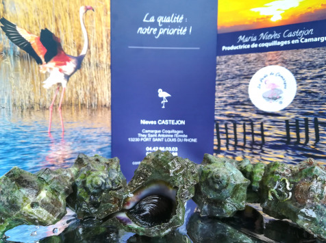 Murex Du Littoral Camarguais 1kg - Pêche Responsable