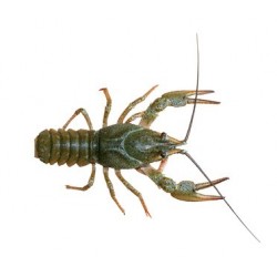 ÉCREVISSE 1KG