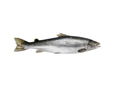 Saumon Entier - Pièce De 2 Kg
