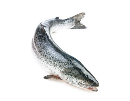 Saumon Entier - Pièce De 3 Kg