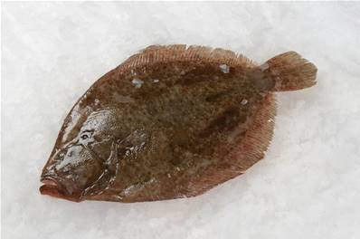 TURBOT MOYEN