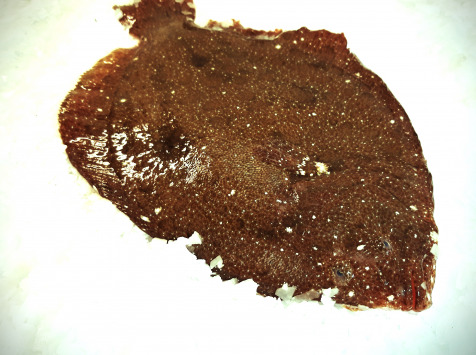 Barbue Vidée 1kg