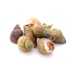 BULOT CUIT 1KG