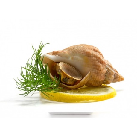 BULOTS VIVANTS - SACHET DE 1KG