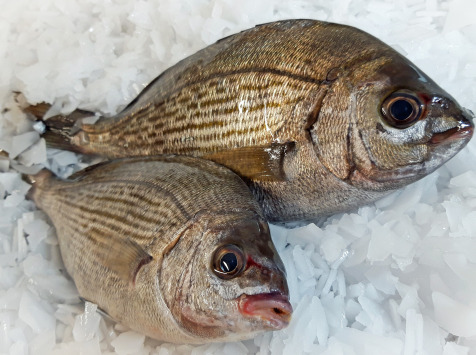 Dorade Grise Vidée 700g