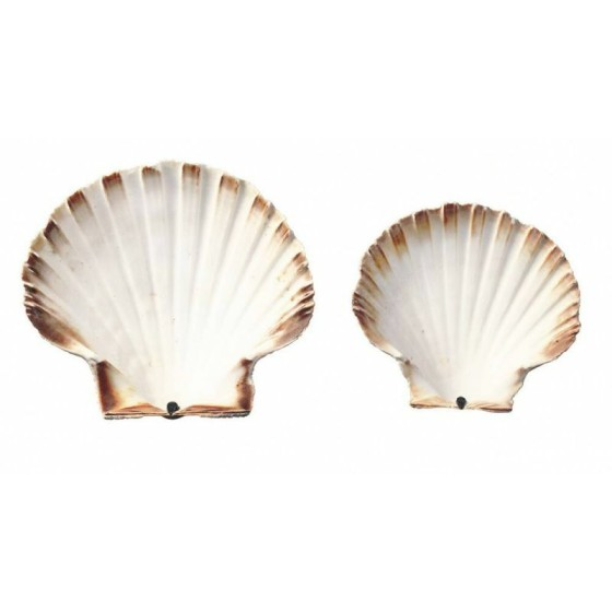 Coquille Saint Jacques vide naturelle 12 cm - par 250