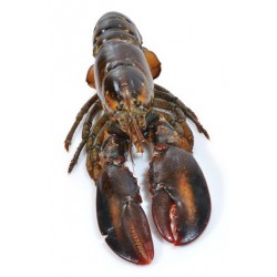 HOMARD LA PIÈCE DE 400GR
