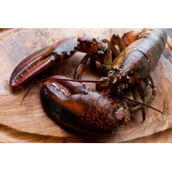 HOMARD PIÈCE DE 600GR