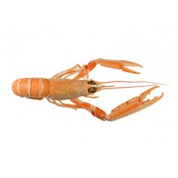 LANGOUSTINE CRUE 20/30 LOT DE 1KG