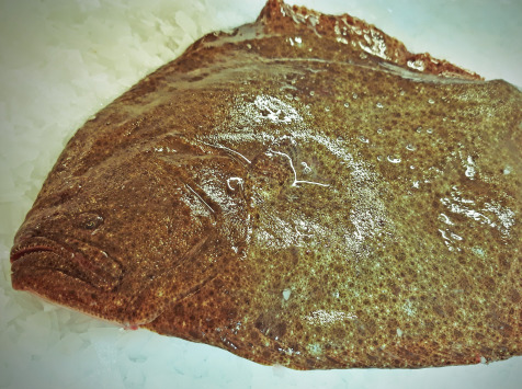 Turbot Vidé 1kg