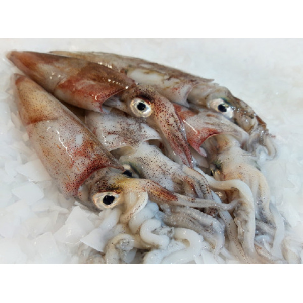 Calamar Entier Lot De 1,2kg (3/500g Par Pièce)