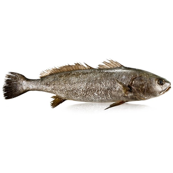 Le filet de Maigre ASC