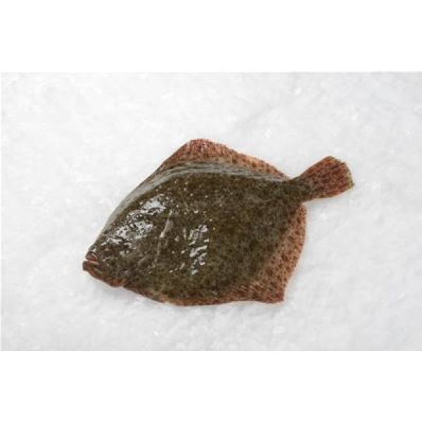TURBOT GRAND