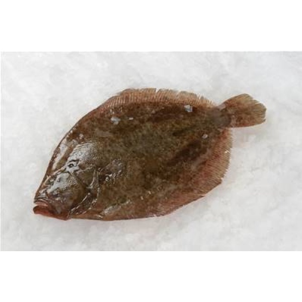TURBOT MOYEN