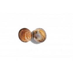 AMANDE DE MER 1KG
