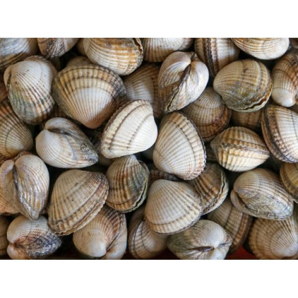 Coque Moyenne Vivante - Lot De 1kg
