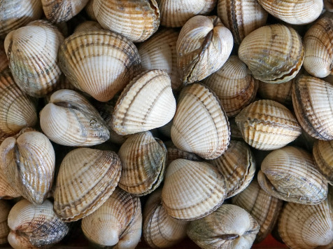 Coque Moyenne Vivante - Lot De 1kg