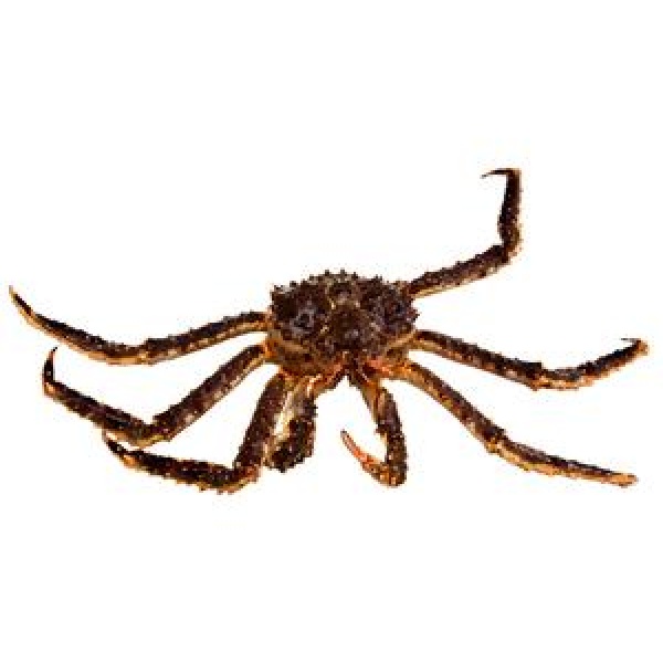 Les merus de King crab MSC cuit