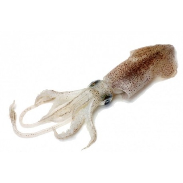 ENCORNETS CÔTIERS ENTIERS - BARQUETTE DE 1KG