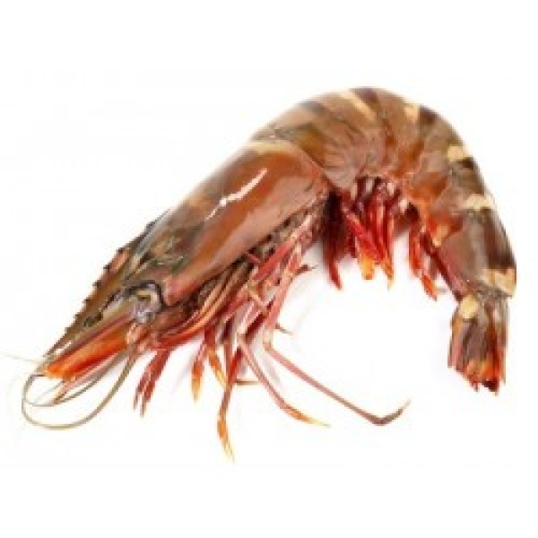 GAMBAS CREVETTES ENTIÈRES CRUES CONGELÉS 16/20 COLIS DE 2,4KG