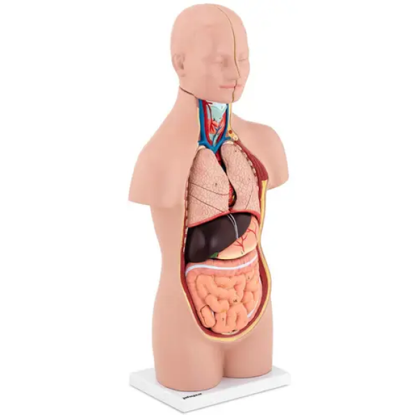 Maquette anatomique du torse humain asexué - En 12 parties - Hauteur 48 cm
