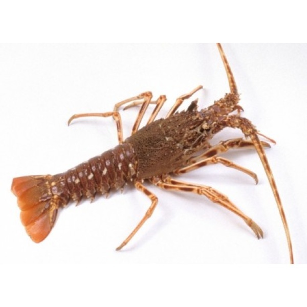 LANGOUSTE ROYALE VIVANTE - PIÈCE DE 900G