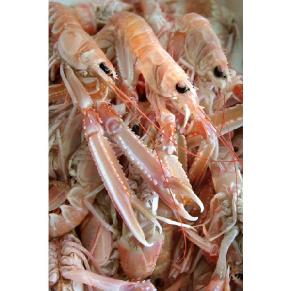 LANGOUSTINES MOYENNES CRUES - DÉCONGELÉES - 1KG