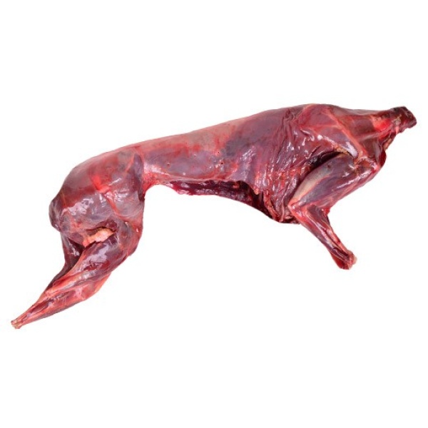 LIÈVRE ENTIER