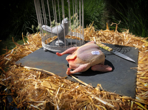 Pigeonneau Prêt à Cuire