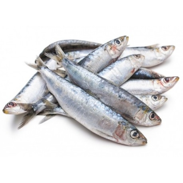 SARDINES BRETONNES - 500G