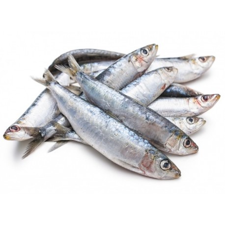 SARDINES BRETONNES - 500G