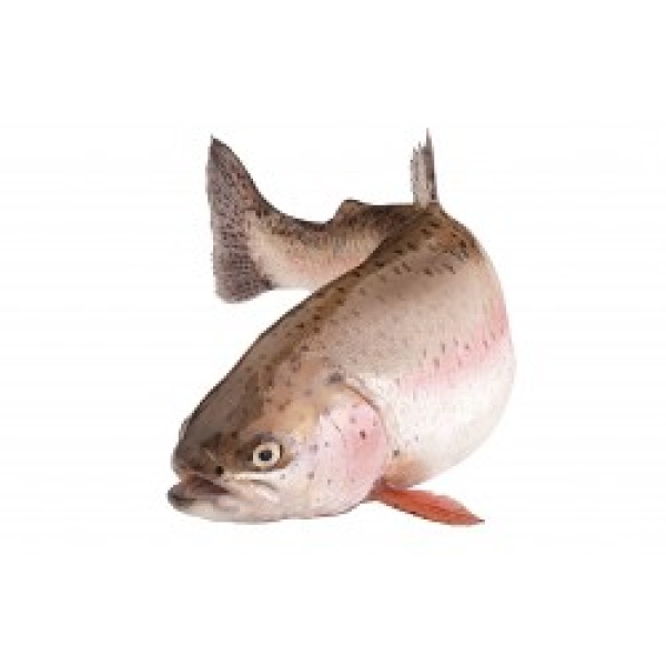 TRUITE ROSE SAUMONÉE PORTION COLIS DE 3KG