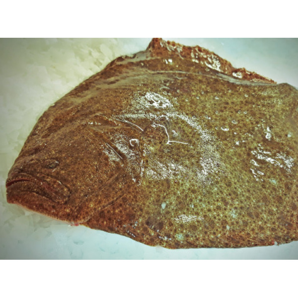 Turbot Vidé 1kg